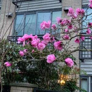 Meet your Posher, Lenai